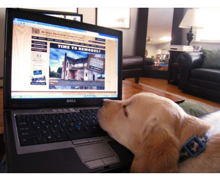 pup on laptop