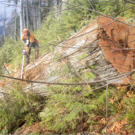 Western Red Cedar Best Practices - Learn More on KuikenBrothers.com